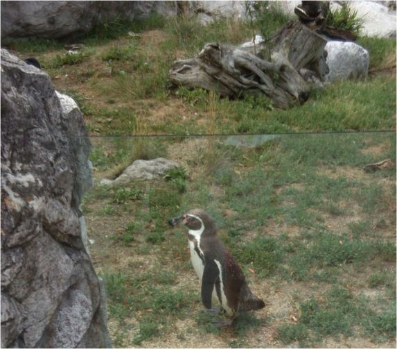 pinguin
