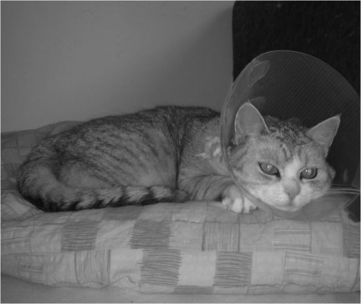 katze-cone
