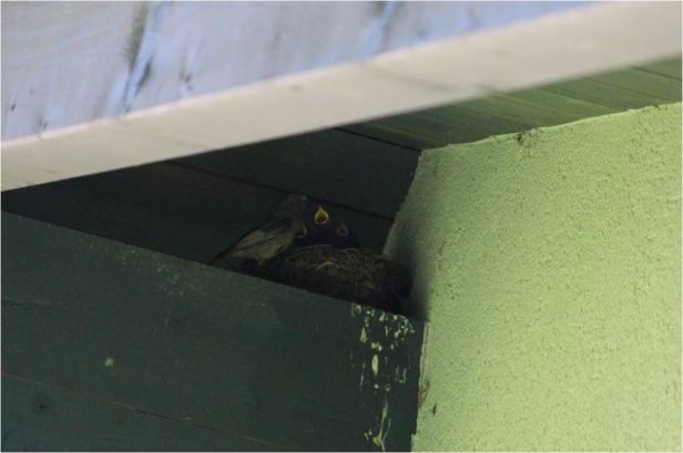 fuettern-dreifuettern